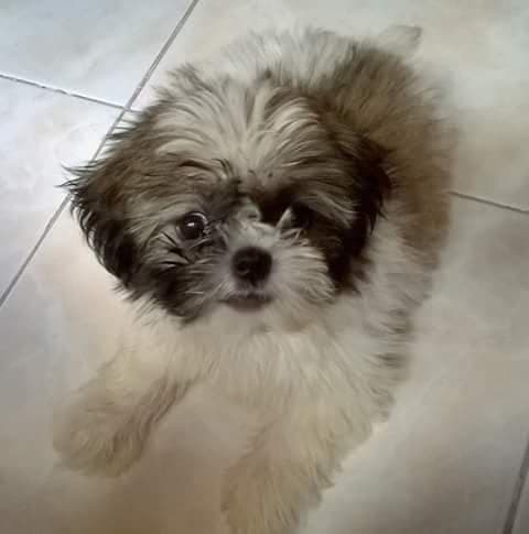 shih tzu