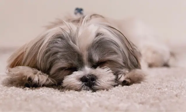 shih tzu