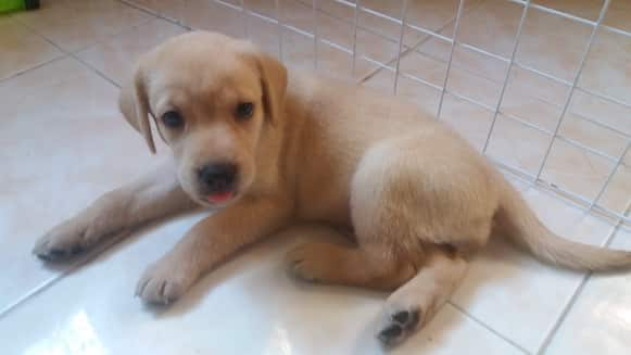 Labrador Retriever